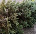 Christmas Tree Disposal 2023