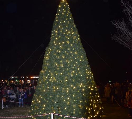 Christmas Tree 19